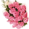 24 Pink Carnation Bouquet
